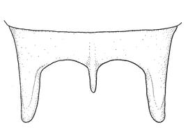   Anthidium maculosum  male, diagram showing dorsal view of seventh tergum (T7), diagram from Gonzalez and Griswold 2013 
